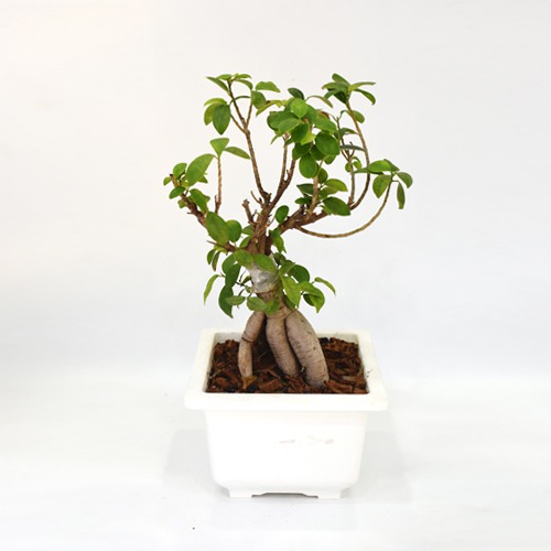 Bonsai Plant  | Green Indoor Ficus Bonsai Live Plant In White Ceramic Pot For Home & Office Decor