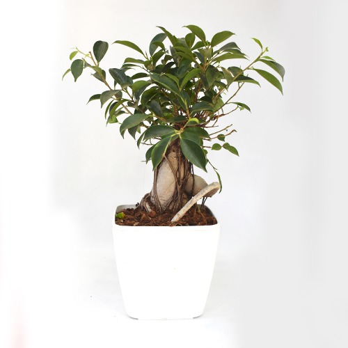 Bonsai Ficus | Air Purifier Plant | 24 hrs Oxygen Generate Plant | Indoor Outdoor Plant