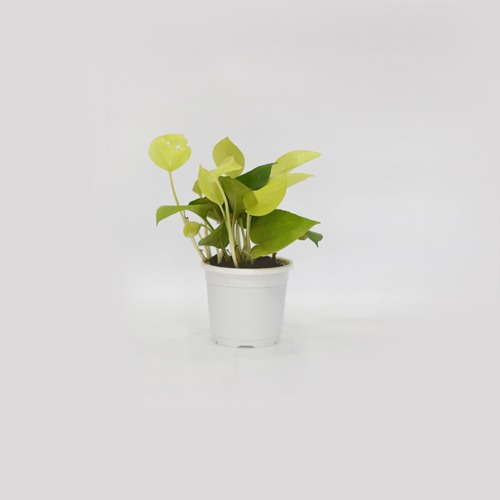 Golden Money Plant Pot | Indoor Money Plant | Money Plant