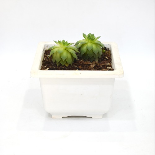 Succulents | Bonsai Pot | Plants For Decor | Decor | Plants | Indoor Plants