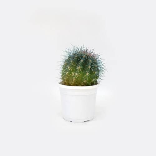 Cactus Painted Plant  | Plants For Decor | Decor | Plants | Indoor Plants