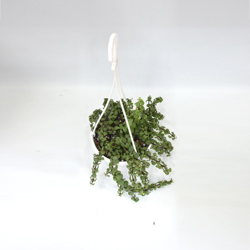 Good Luck Jade Indoor Plant With  Hanging Flower Pot - Decorative Items For Home, Gift, Living Room, Bedroom, Balcony, Office