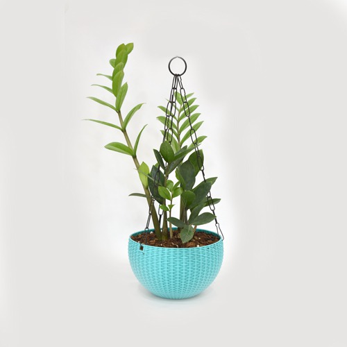 Zamiya Hanging Plant | Hanging Plant Pot - Decorative Items For Home, Gift, Living Room, Bedroom, Balcony, Office