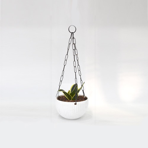 Oxygen Plant Hanging | Plant With Hanging Basket - Air Purifier Plant - Indoor/Outdoor Plant