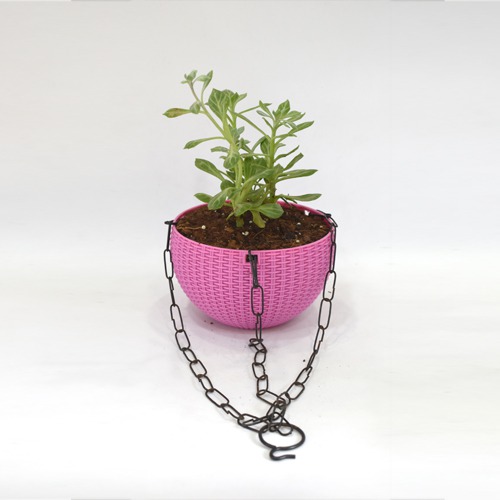 Succulents Hanging Plant | Hanging Succulent Plant Hanging Rope