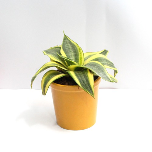 Mother In Law Tongue Plant| Snake Plant Sansevieria Golden Plant