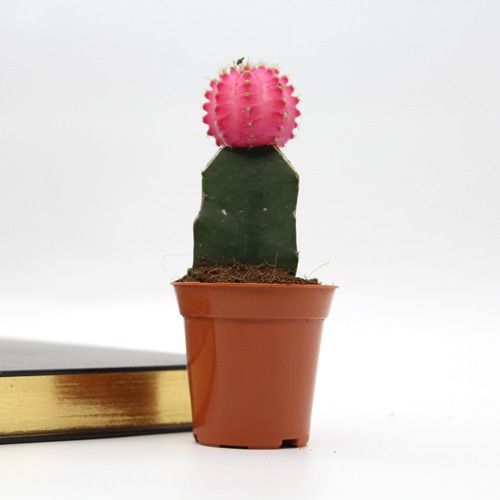 Pink Moon Cactus Live Plant with Pot | Natural Live Plant | Plastic Pot | Air Purifying | Succulent