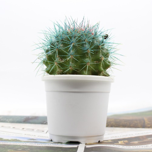 Echinocactus grusonii Painted Non-Grafted Blue -Orange Cactus |  Colourful cactus | Cactus