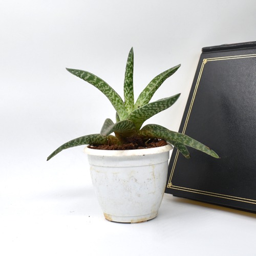 Golnialoe Variegata | Tiger Aloe | Tiger Aloe Plant | Indoor Plant