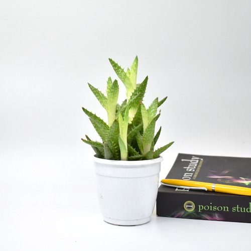 Aloe Squarrosa Plant | Indoor Plants | Plants | Table Top Plants