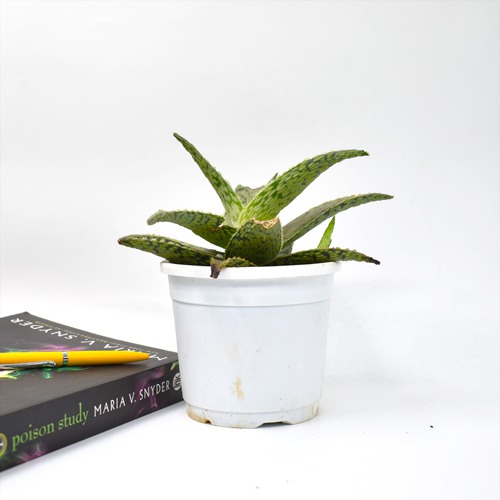 Aloevera| Aloe Blizzard Plant | Plants For Home And Office Decor | Indoor Plants