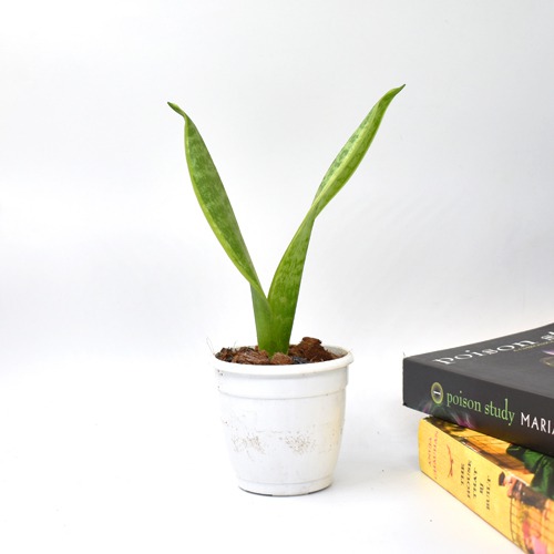 Sansevieria Laurentil Plants | Indoor Plants | Plants