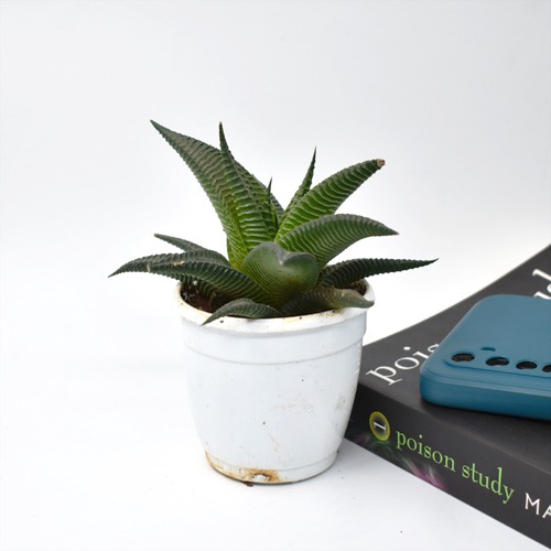 Haworthiopsis Limifolia Plant | Plants For Decor | Decor | Plants | Indoor Plants