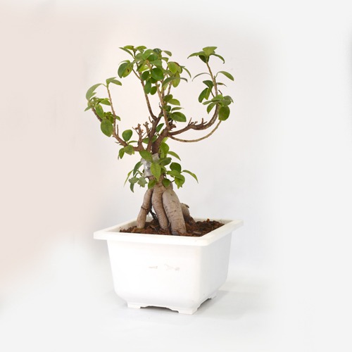 Bonsai Plant  | Green Indoor Ficus Bonsai Live Plant In White Ceramic Pot For Home & Office Decor