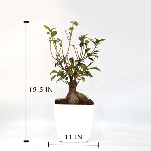 Bonsai Ficus Plant With Pot | Green Indoor Ficus Bonsai Live Plant  In White Ceramic Pot For Home & Office Decor