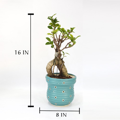 Bonsai Ficus | Ficus Indoor Real Bonsai Live Plants for Home | Office with Pot