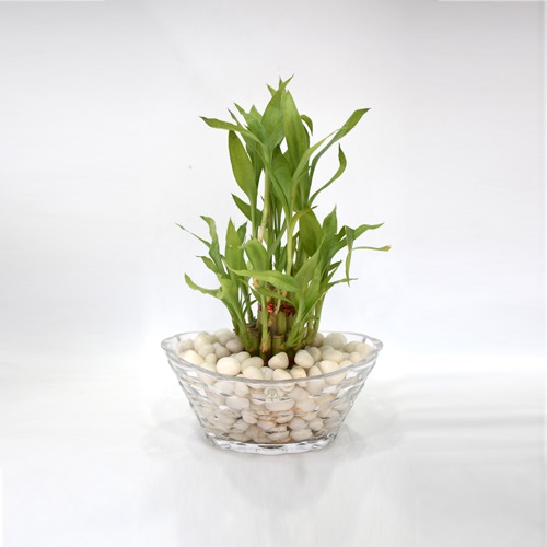 Lucky Bamboo Plant | 2 layer Lucky Bamboo Plant In Round Glass Jar/Bamboo/Indoor/Outdoor/living