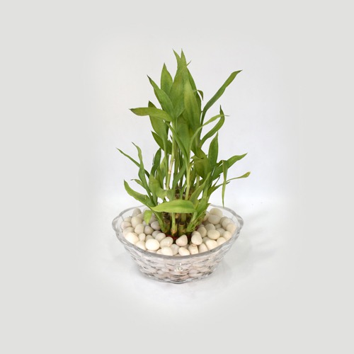 Lucky Bamboo Plant | 2 layer Lucky Bamboo Plant In Round Glass Jar/Bamboo/Indoor/Outdoor/living