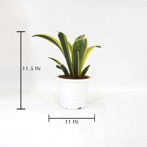 Sensveria | Succulent Plant Snake Plant | Nurturing Green Air Purifying Live Snake Plant