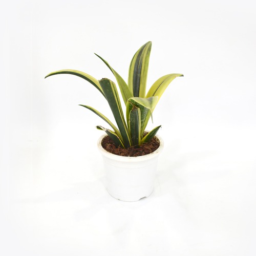 Sensveria | Succulent Plant Snake Plant | Nurturing Green Air Purifying Live Snake Plant