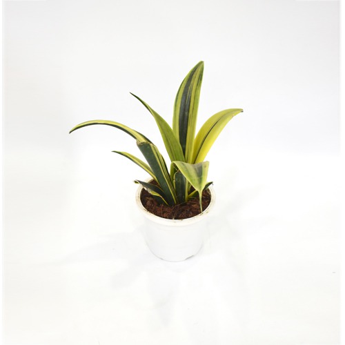 Sensveria | Succulent Plant Snake Plant | Nurturing Green Air Purifying Live Snake Plant