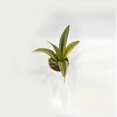 Sensveria | Succulent Plant Snake Plant | Nurturing Green Air Purifying Live Snake Plant