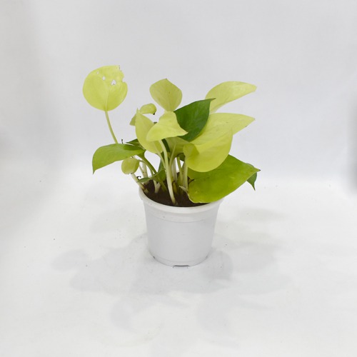 Golden Money Plant Pot | Indoor Money Plant | Money Plant