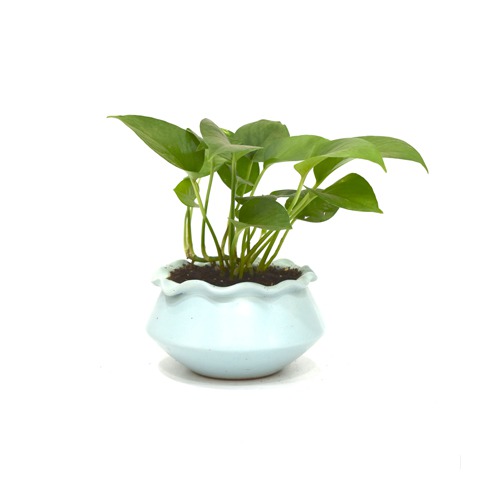 Golden Money Plant | Money Plant In Ceramic Pot | Money Plant | Indoor Plant