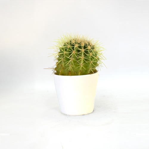 Assorted Succulents | Cactus Roseoluteus Ball Cactus With Little Pot