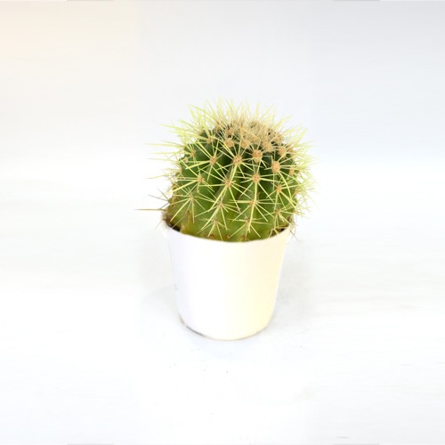 Assorted Succulents | Cactus Roseoluteus Ball Cactus With Little Pot