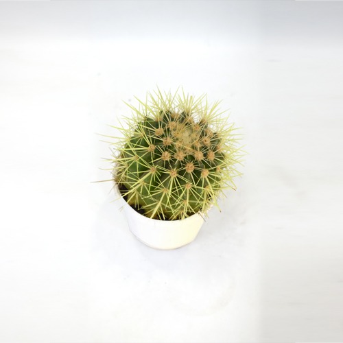 Assorted Succulents | Cactus Roseoluteus Ball Cactus With Little Pot