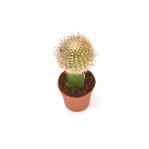 Cactus Crafted Plant | Plants For Decor | Decor | Plants | Indoor Plants