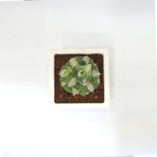 Succulents | Small Succulent Plant | Plants For Decor | Decor | Plants | Indoor Plants