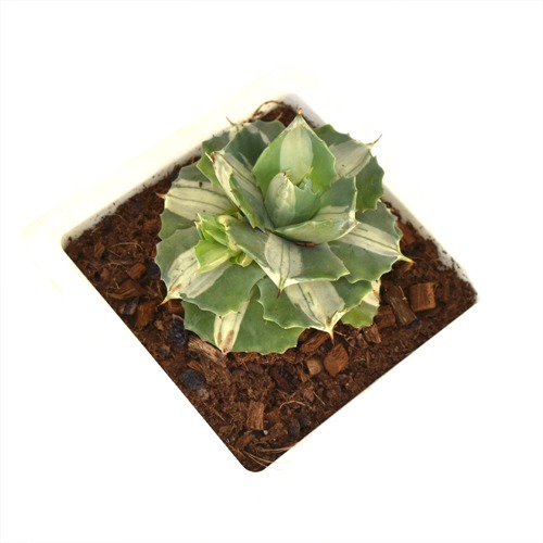 Succulents | Small Succulent Plant | Plants For Decor | Decor | Plants | Indoor Plants