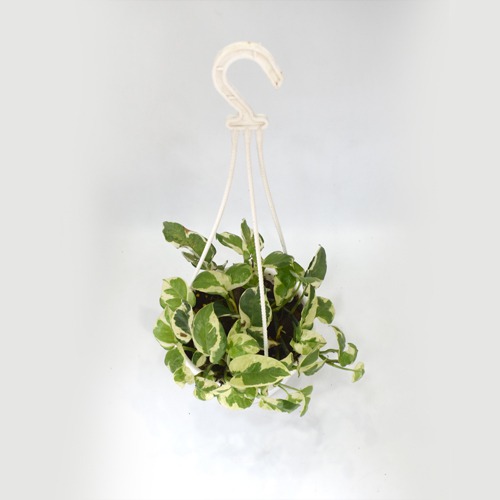 Scindspus Money Plant | Natural Live Plant |Hanging Plastic Pot | Air Purifying | Good Fortune Plant