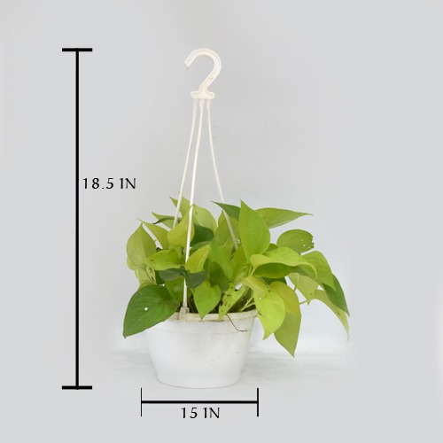 Golden Money Plant Hanging  |  Money Plant With Hanging Basket - Air Purifier Plant - Indoor/Outdoor Plant