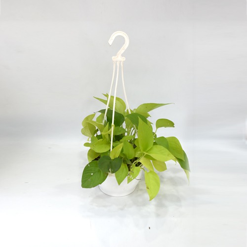 Golden Money Plant Hanging  |  Money Plant With Hanging Basket - Air Purifier Plant - Indoor/Outdoor Plant