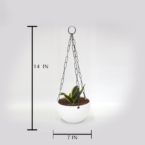 Oxygen Plant Hanging | Plant With Hanging Basket - Air Purifier Plant - Indoor/Outdoor Plant