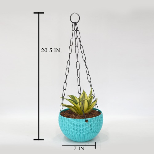 Hanging Oxygen Plant  |  Plant With Hanging Basket - Air Purifier Plant - Indoor/Outdoor Plant