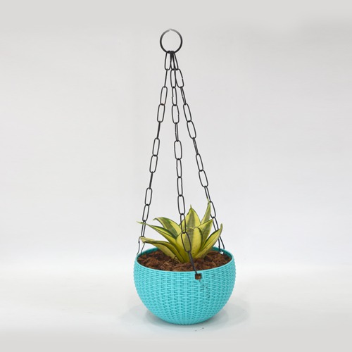 Hanging Oxygen Plant  |  Plant With Hanging Basket - Air Purifier Plant - Indoor/Outdoor Plant