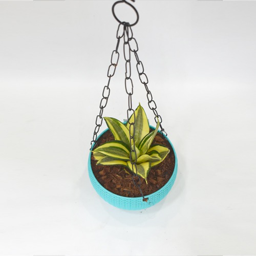 Hanging Oxygen Plant  |  Plant With Hanging Basket - Air Purifier Plant - Indoor/Outdoor Plant