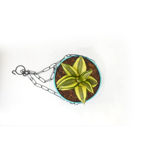 Hanging Oxygen Plant  |  Plant With Hanging Basket - Air Purifier Plant - Indoor/Outdoor Plant