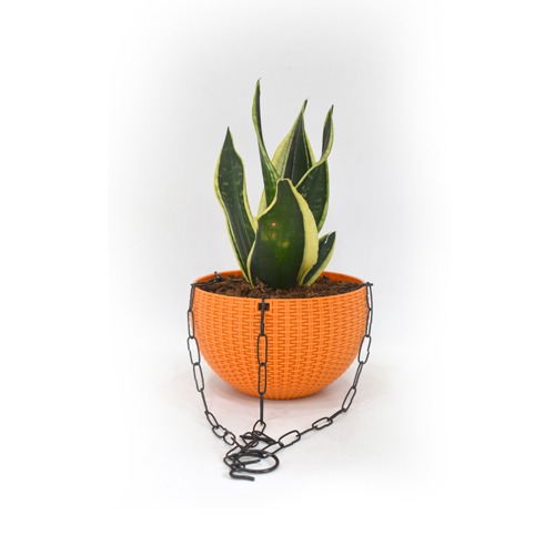 Snack Plant Hanging | Air Purifying Snake Plant (Sansevieria Golden) with Hanging Pot