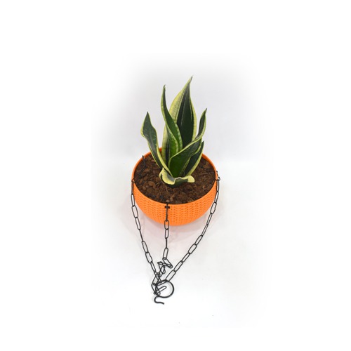 Snack Plant Hanging | Air Purifying Snake Plant (Sansevieria Golden) with Hanging Pot