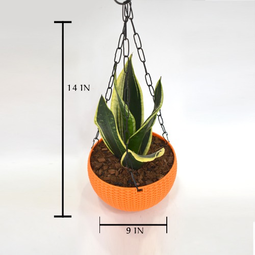 Snack Plant Hanging | Air Purifying Snake Plant (Sansevieria Golden) with Hanging Pot