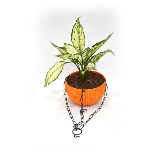 Aglomania Hanging Plant | Hanging Flower Pot - Decorative Items For Home, Gift, Living Room, Bedroom, Balcony, Office