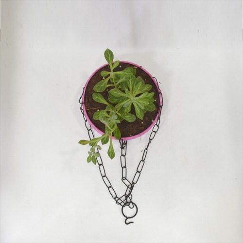 Succulents Hanging Plant | Hanging Succulent Plant Hanging Rope