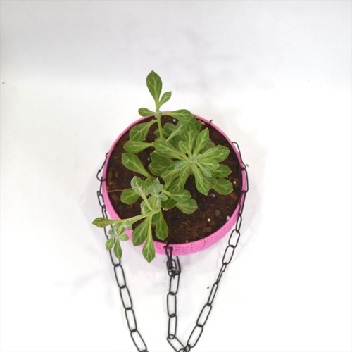 Succulents Hanging Plant | Hanging Succulent Plant Hanging Rope