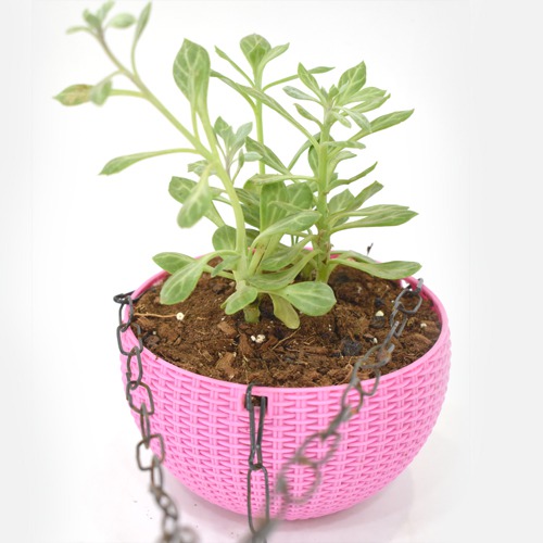 Succulents Hanging Plant | Hanging Succulent Plant Hanging Rope