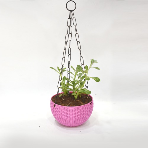 Succulents Hanging Plant | Hanging Succulent Plant Hanging Rope